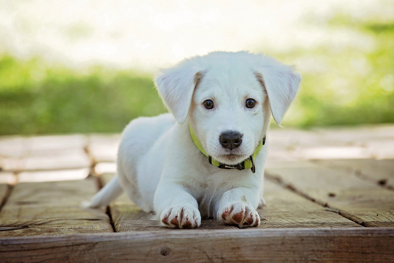 マダニが犬に付いてしまったら 取り方や予防方法を解説